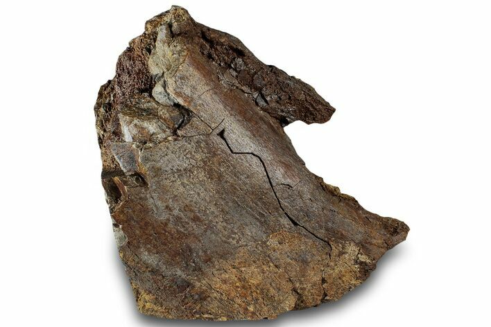 Fossil Dinosaur Bone Section on Sandstone - Wyoming #316929